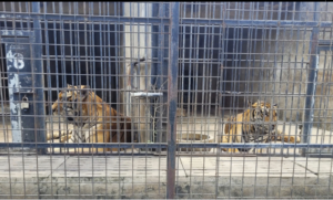 Harimau Vietnam Flu Burung