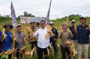 Pj Gubernur Kaltim Akmal Malik melakukan panen perdana jagung di lahan bekas pertambangan batubara di Jalan Poros Mugirejo Lubuk Sawah, Samarinda, pada Kamis, 19 Desember 2024 /Foto : Ahmad Riyandi